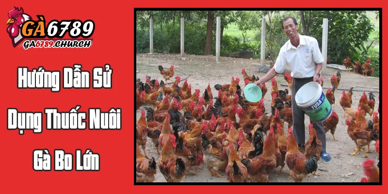 Hướng Dẫn Sử Dụng Thuốc Nuôi Gà Bo Lớn Hiệu Quả Và An Toàn