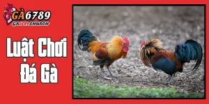 Luật Chơi Đá Gà