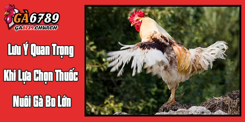 Những Lưu Ý Quan Trọng Khi Lựa Chọn Thuốc Nuôi Gà Bo Lớn