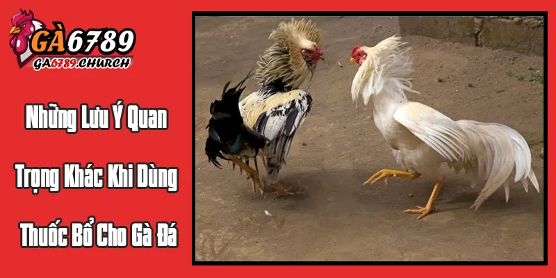 Những Lưu Ý Quan Trọng Khác Khi Dùng Thuốc Bổ Cho Gà Đá Những Lưu Ý Quan Trọng Khác Khi Dùng Thuốc Bổ Cho Gà Đá