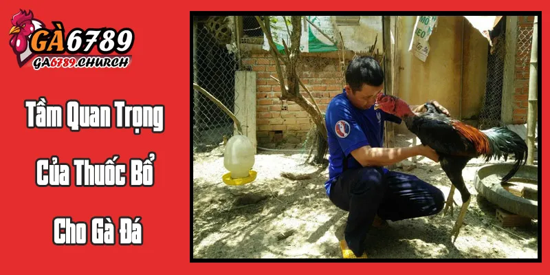Tầm Quan Trọng Của Thuốc Bổ Cho Gà Đá Tầm Quan Trọng Của Thuốc Bổ Cho Gà Đá