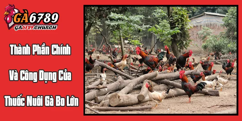 Các Thành Phần Chính Và Công Dụng Của Thuốc Nuôi Gà Bo Lớn
