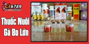 Thuốc Nuôi Gà Bo Lớn