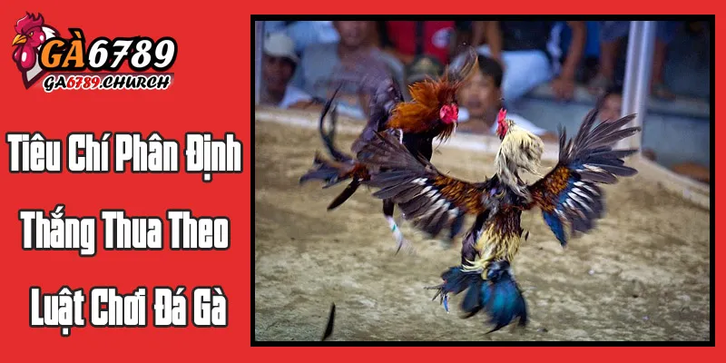 Tiêu Chí Phân Định Thắng Thua Theo Luật Chơi Đá Gà Tiêu Chí Phân Định Thắng Thua Theo Luật Chơi Đá Gà