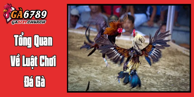 Tổng Quan Về Luật Chơi Đá Gà: Nền Tảng Của Mọi Trận Đấu Tổng Quan Về Luật Chơi Đá Gà: Nền Tảng Của Mọi Trận Đấu