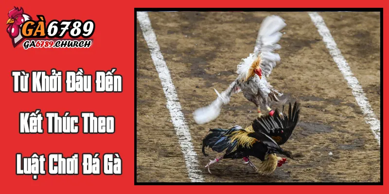 Diễn Biến Trận Đấu: Từ Khởi Đầu Đến Kết Thúc Theo Luật Chơi Đá Gà Diễn Biến Trận Đấu: Từ Khởi Đầu Đến Kết Thúc Theo Luật Chơi Đá Gà