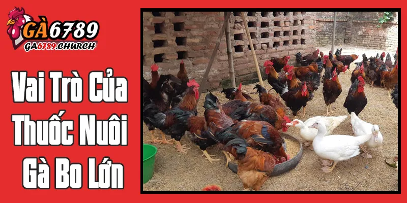 Hiểu Rõ "Bo Lớn" Và Vai Trò Của Thuốc Nuôi Gà Bo Lớn