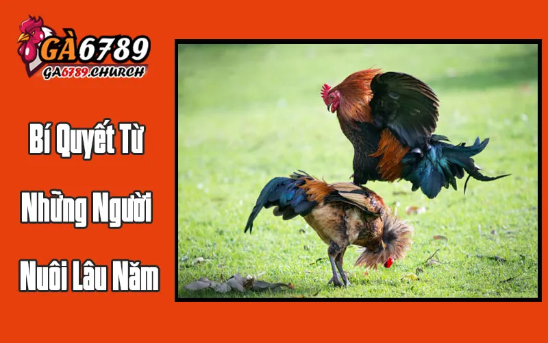 Bí Quyết Từ Những Người Nuôi Lâu Năm