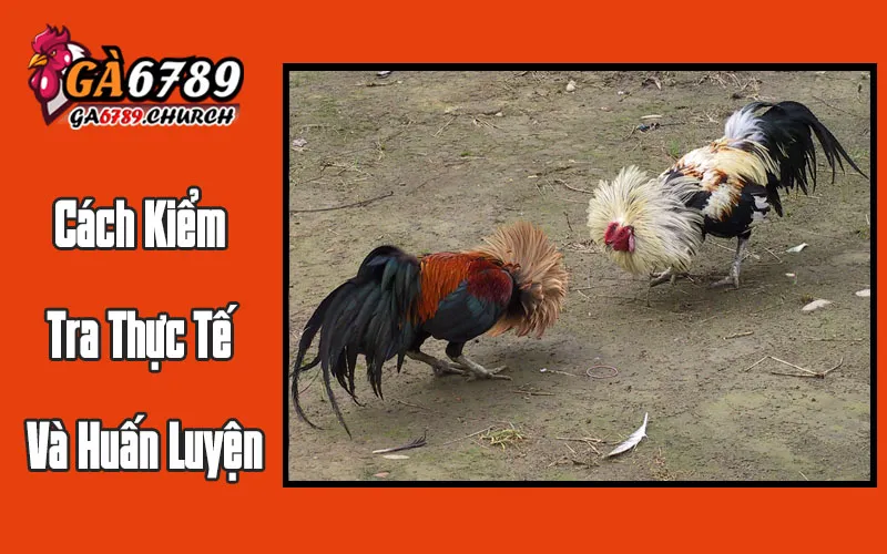 Cách Kiểm Tra Thực Tế Và Huấn Luyện Cách Kiểm Tra Thực Tế Và Huấn Luyện