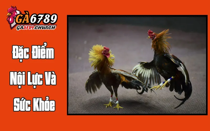 Đặc Điểm Nội Lực Và Sức Khỏe Đặc Điểm Nội Lực Và Sức Khỏe