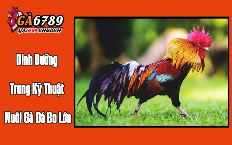 Chế Độ Dinh Dưỡng Trong Kỹ Thuật Nuôi Gà Đá Bo Lớn Chế Độ Dinh Dưỡng Trong Kỹ Thuật Nuôi Gà Đá Bo Lớn
