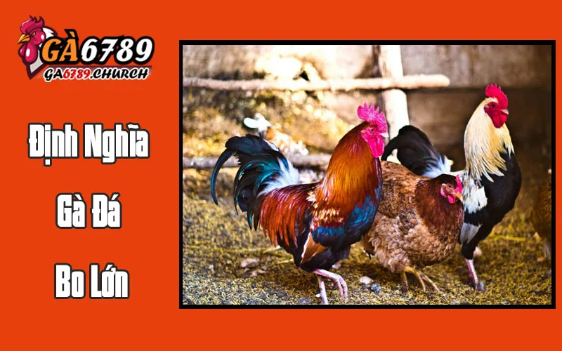 Định Nghĩa Gà Đá Bo Lớn Định Nghĩa Gà Đá Bo Lớn
