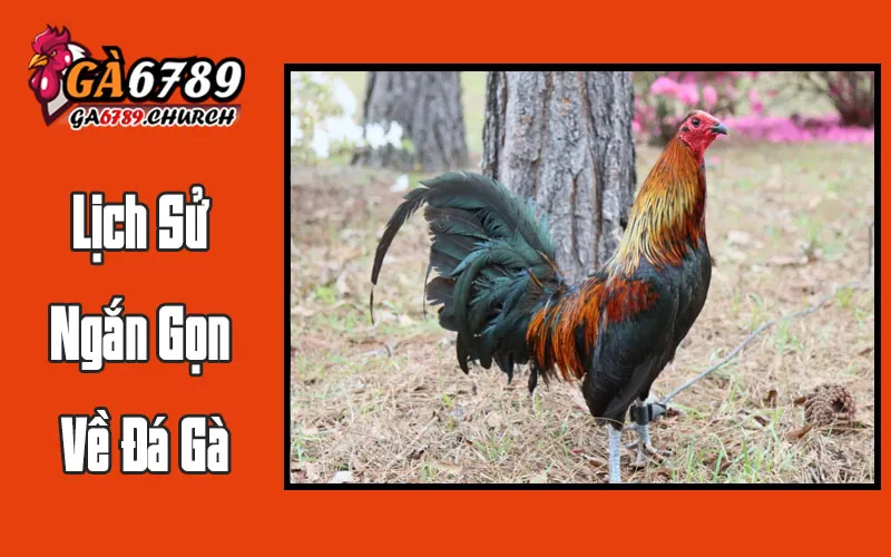 Lịch Sử Ngắn Gọn Về Đá Gà Lịch Sử Ngắn Gọn Về Đá Gà