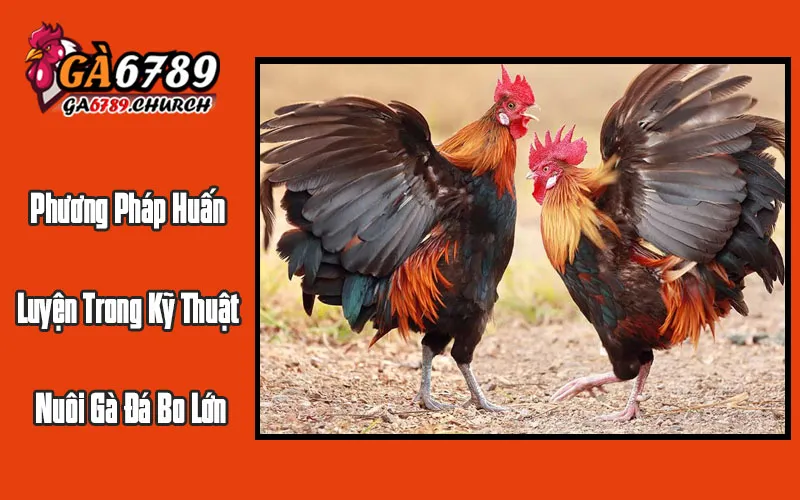 Phương Pháp Huấn Luyện Trong Kỹ Thuật Nuôi Gà Đá Bo Lớn Phương Pháp Huấn Luyện Trong Kỹ Thuật Nuôi Gà Đá Bo Lớn