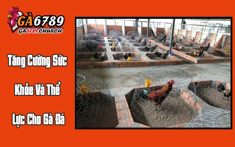 Tăng Cường Sức Khỏe Và Thể Lực Cho Gà Đá