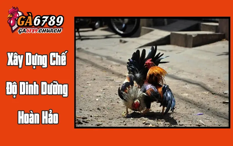 Xây Dựng Chế Độ Dinh Dưỡng Hoàn Hảo